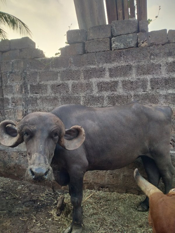 ખડેલું વેચવાનું...