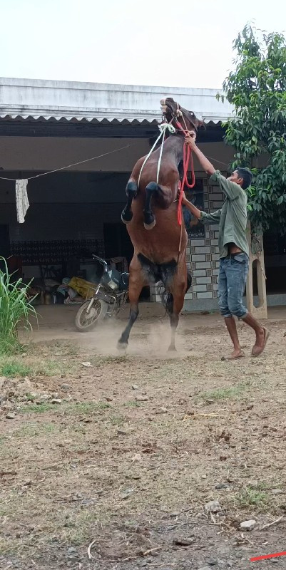 ઘોડી વેચવાનીછે...