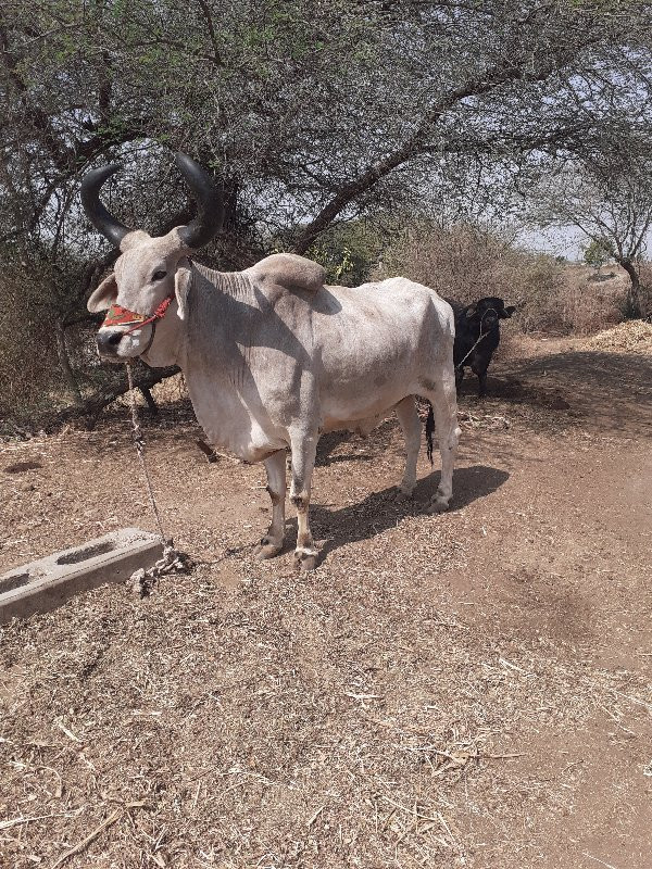 બળદ વેચવાનો છે