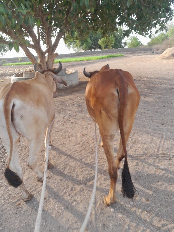 ગોઢલા વેચવાના છ...