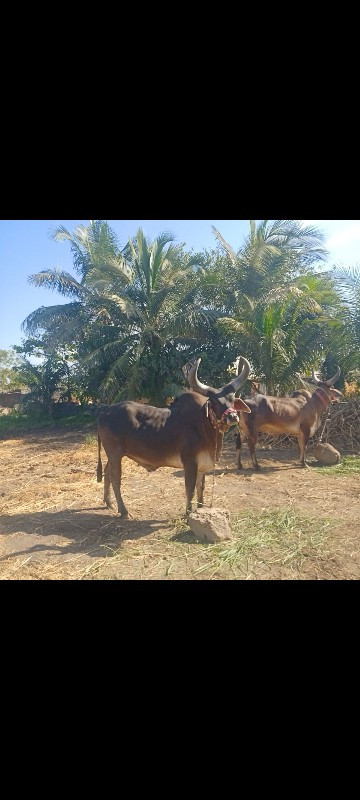 ગોઢલા વેચવાના છ...