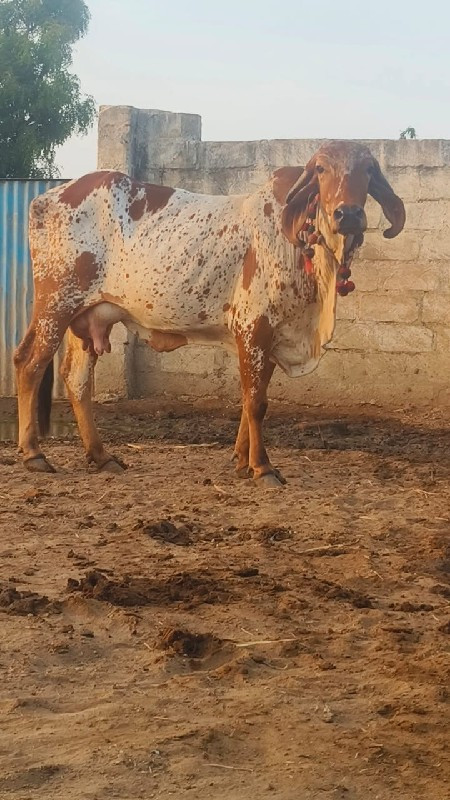 ગીર ગાય વેચવા ન...