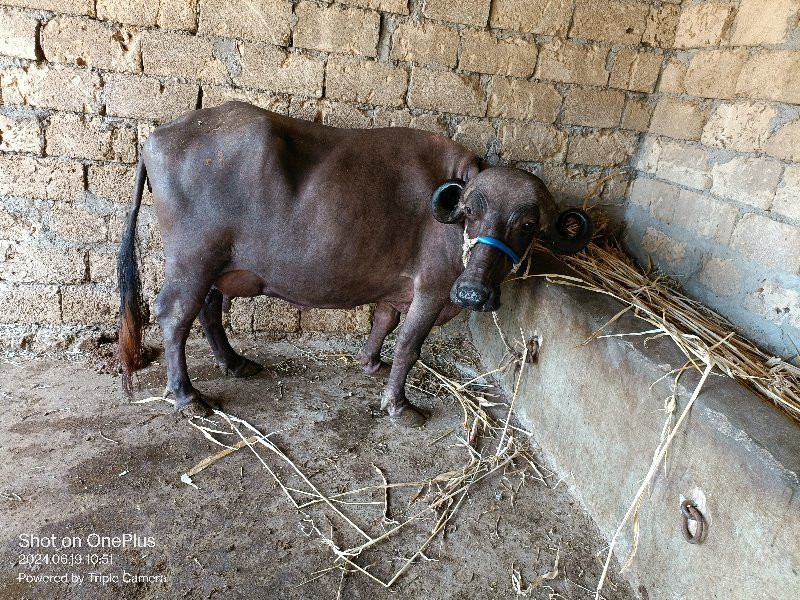 દોઢ મહિના ની વે...