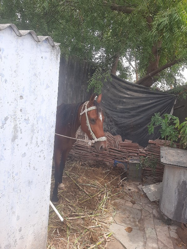 સાટુકવાનુસેઘોડી...