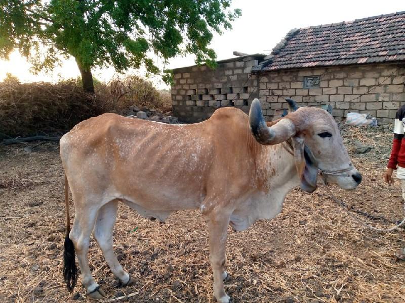 બળદ વેચવાનાં છે