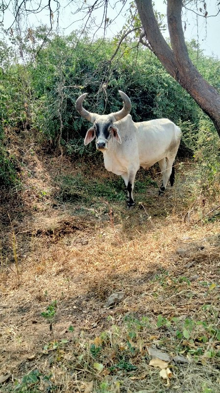 બળદ વેસવાનો છે