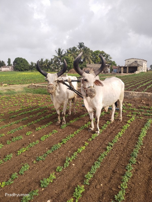 બળદ ત્રણ ધરના