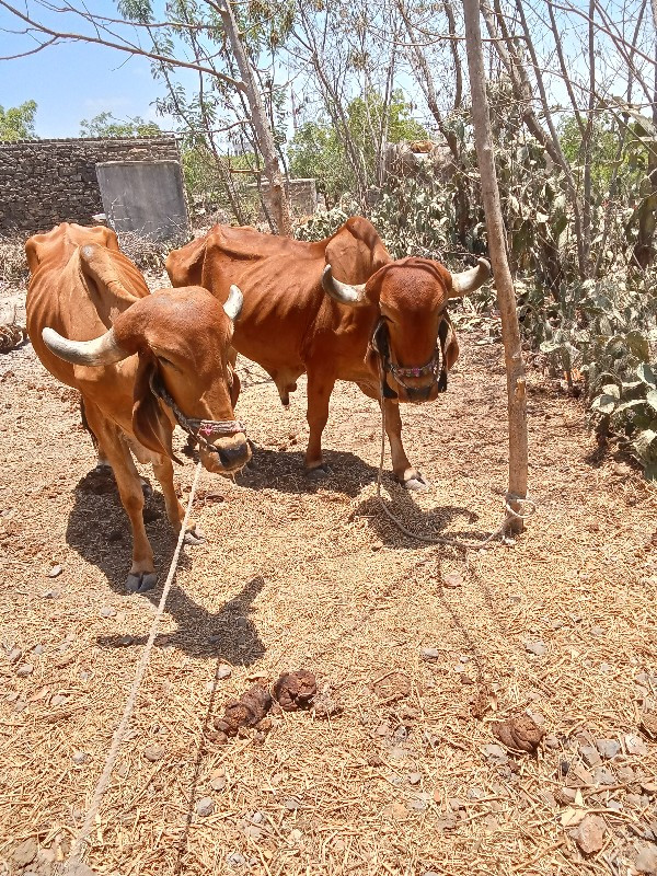 સોજા છે મારી સા...