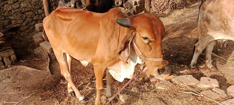 ગાય ની વારી વે...