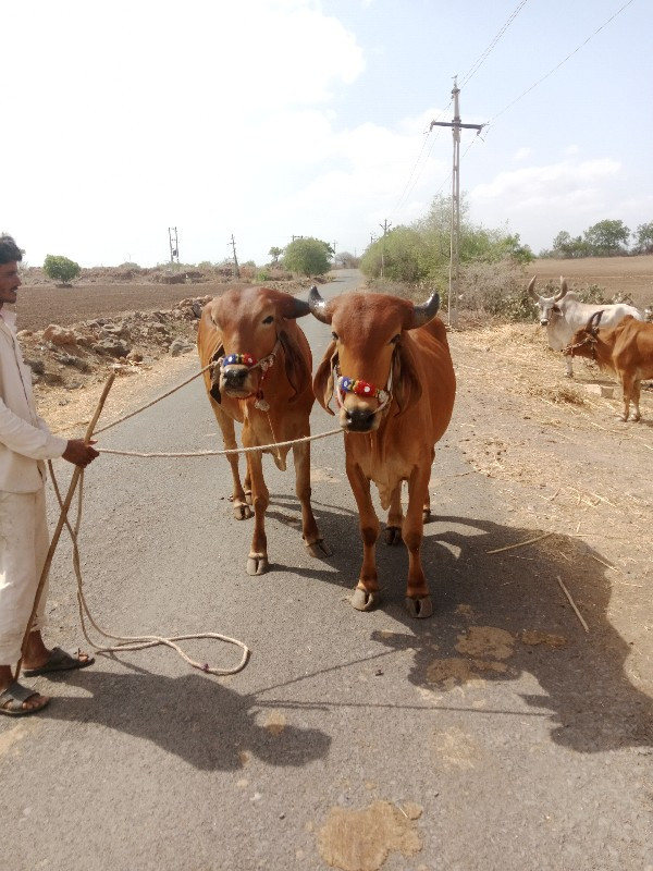 સુતારીયા ભંડારી...