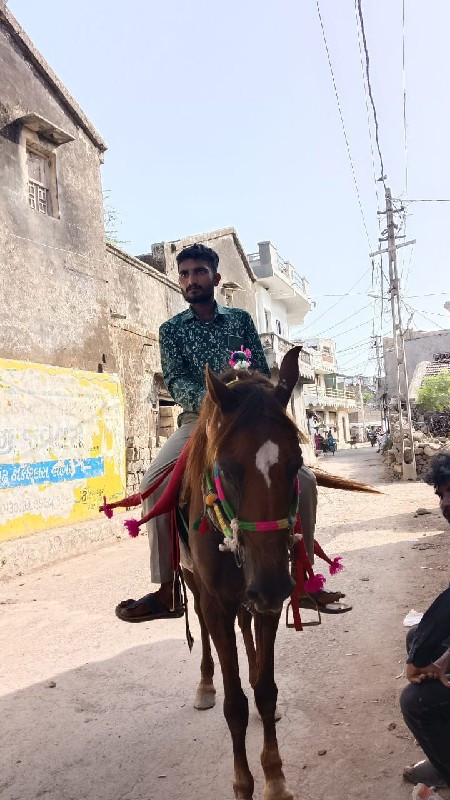 કાઠિયાવાડી ધોડિ...