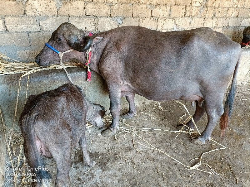 દોઢ મહિના ની વે...