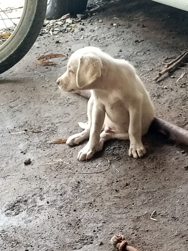 લેબ્રાડોર