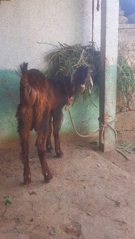 રાતો બોકડો વેચવ...