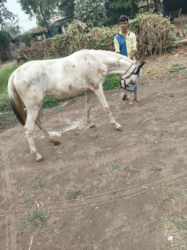 વછૅરી વૅચવાની છ...