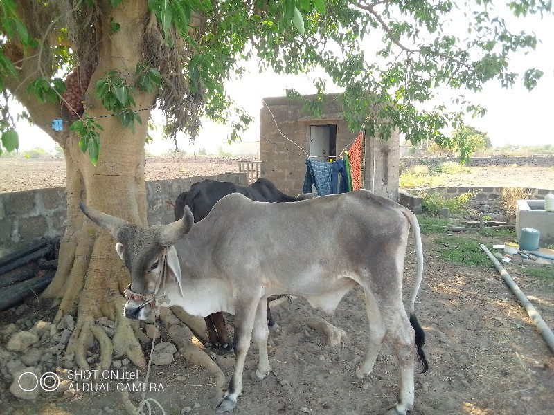 ગોઢલા વેચવાના છ...