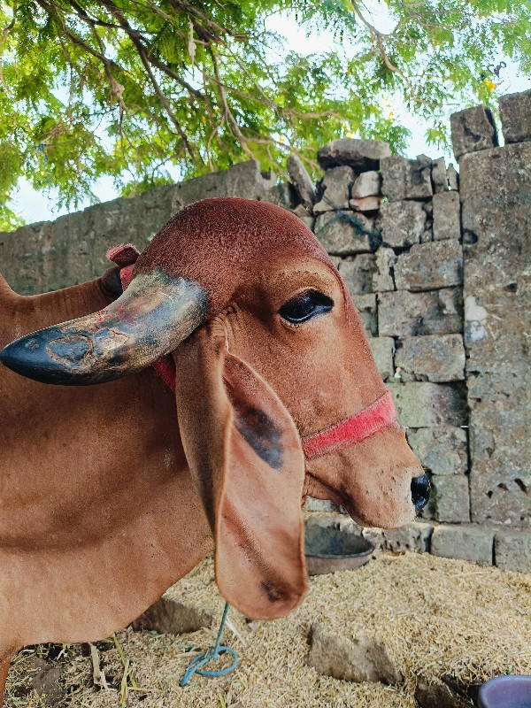 ગીર હોડકી 3.2 વ...