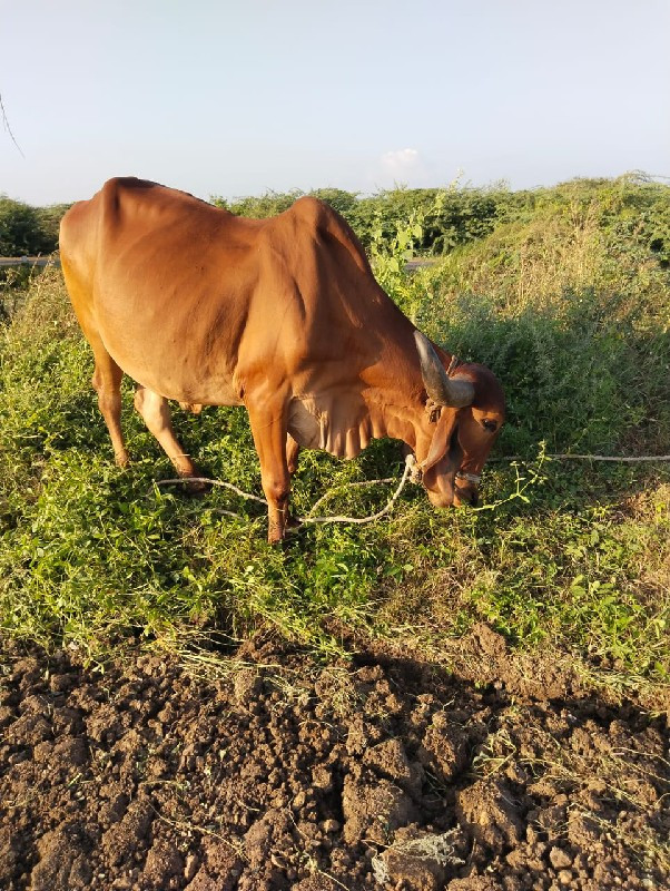 બળદ વેચવાના છે