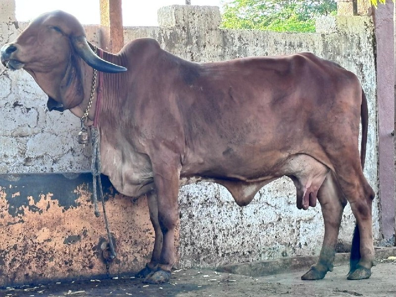 ગીર ગાય વેચવાની...