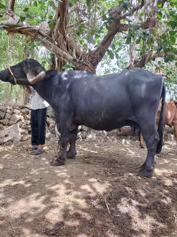 જાફરાબાદી ભેંસ...