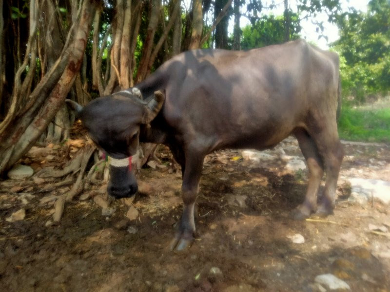 પાડો