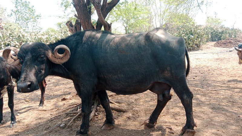 આ ભેંસ વેસવાની...