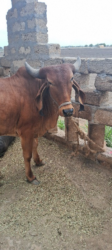 ગાય વેચવાની છે