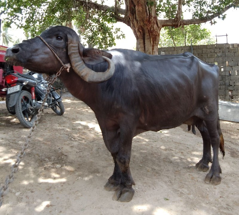 ત્રીજું વેતર