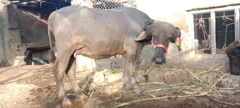 ખળેલી વેચવાની છ...