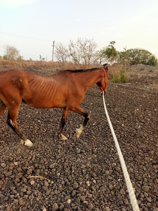 ઘોડી વેસવાની છે