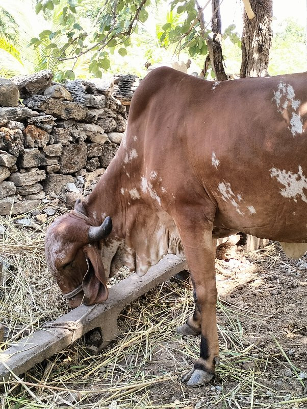 ગીર ગા