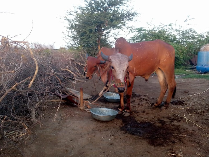 ગોઢલા વેચવાના છ...