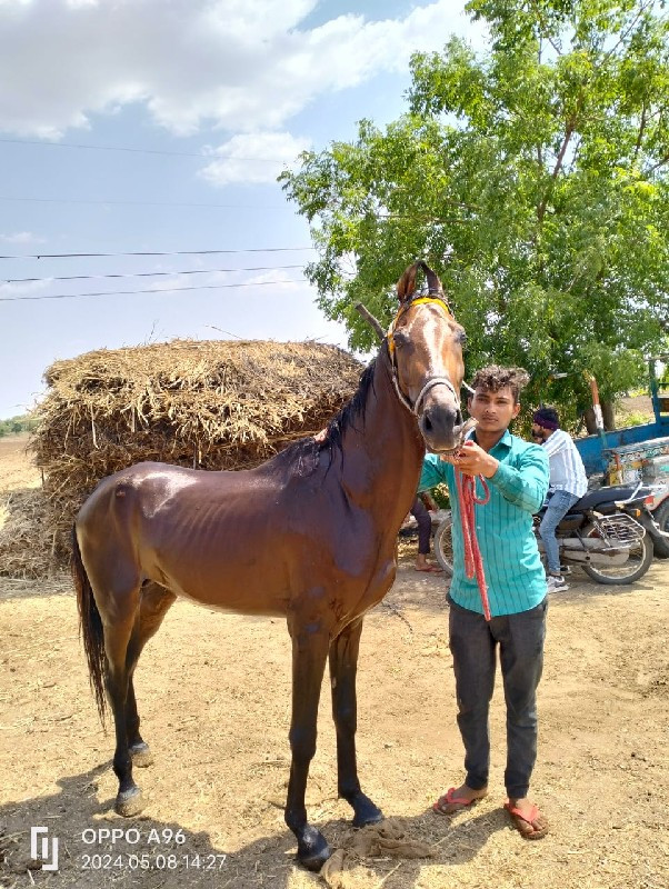 વસેરોઘોડોસે સાટ...