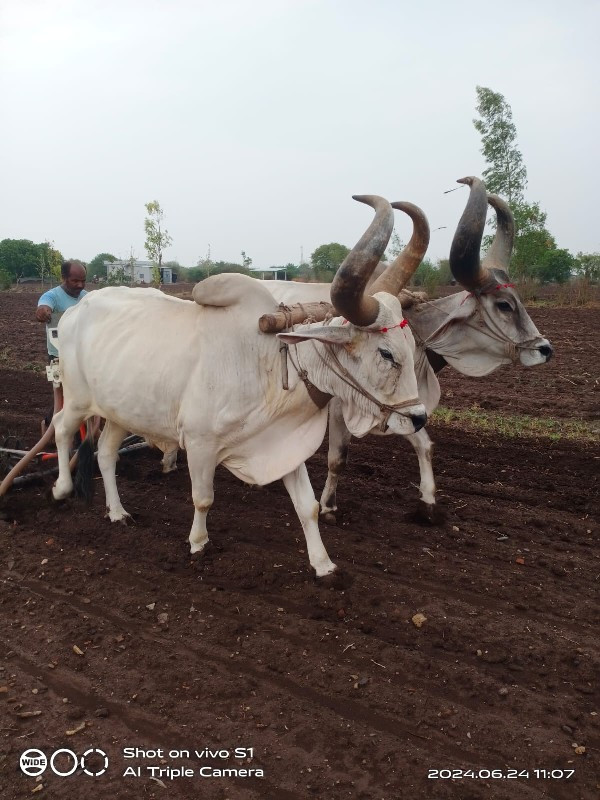 બળદ વેચવાના છે