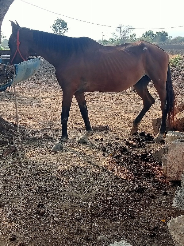 ઘોડી વેસવાની છે