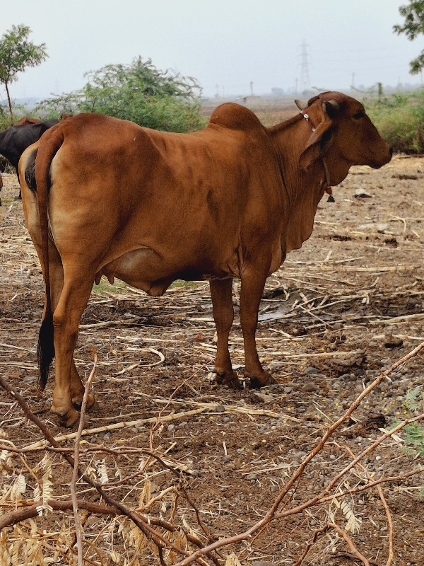 ગાય