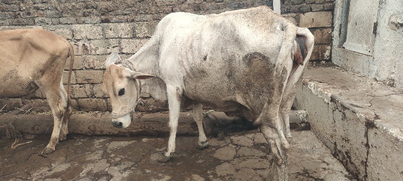 ત્રીજું વેતર એક...