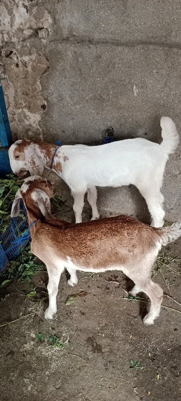 patiri bakri