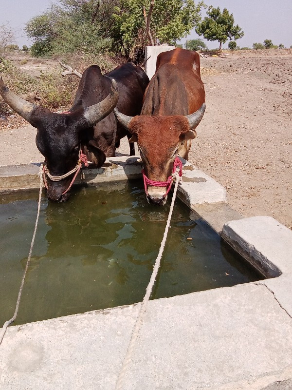 બળદ વેચવાનાછે