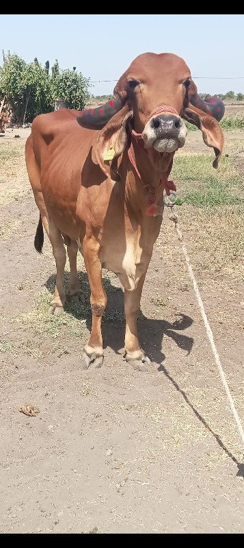 બે ગીર ગાય વેચવ...