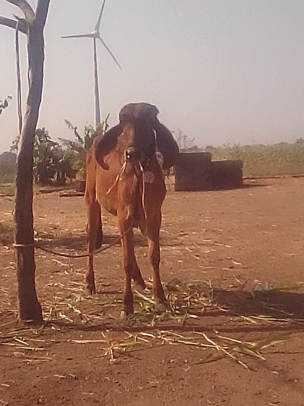 8 ભેશુ છે 4 દોવ...