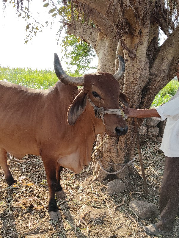 આ ગાય વેચવની છે