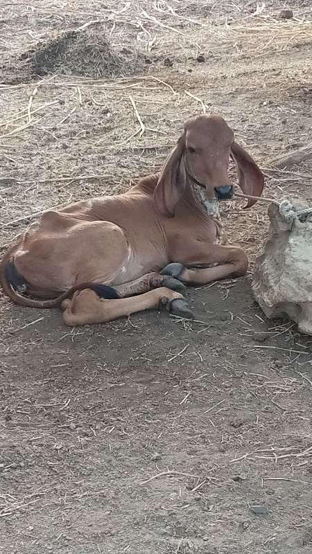 હોડકી ના સાટા ક...