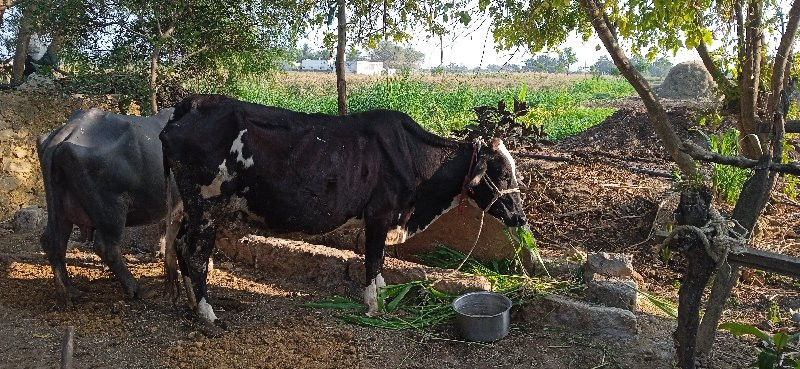 એસપ  ગાય વેચવાન...