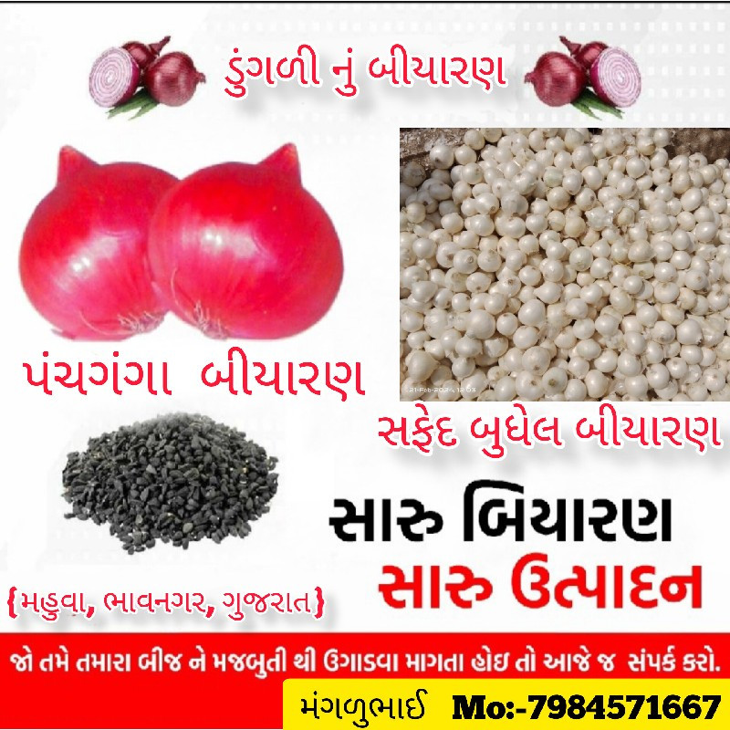 ડુંગળીનું બીયાર...