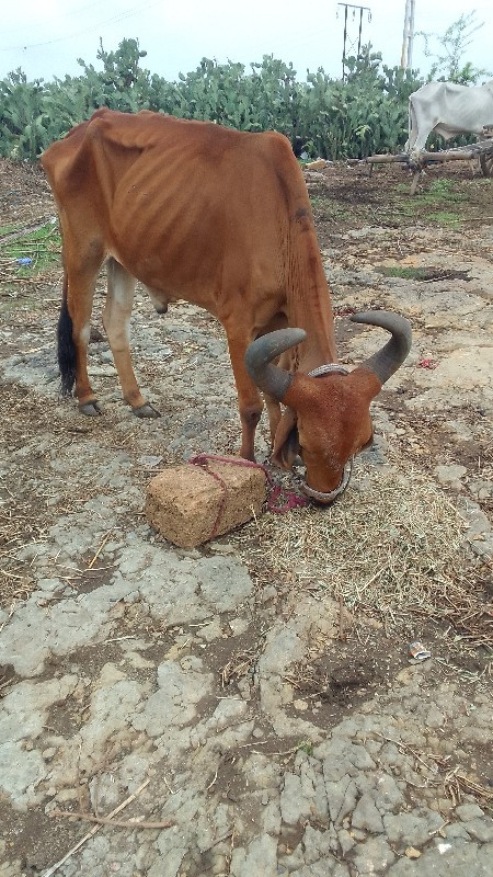 Solanki devi bh...