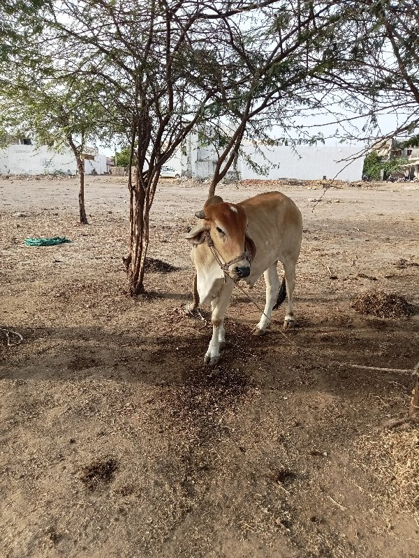 ગોઢલા વેચવાના છ...