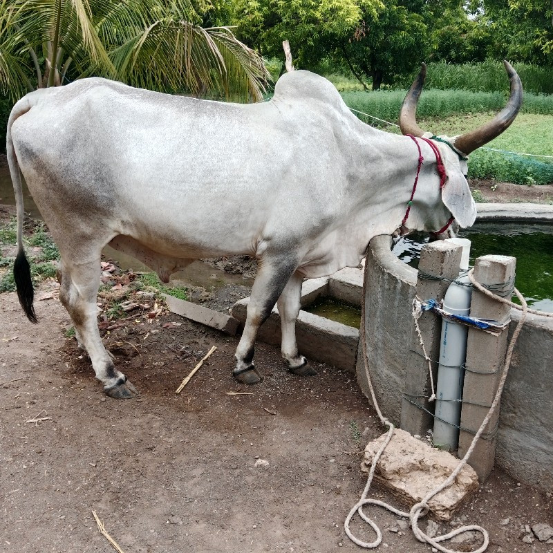 વઢીયારા વેશવાના...