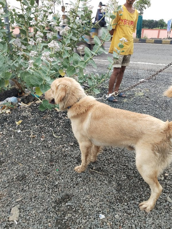 golden retrieve...