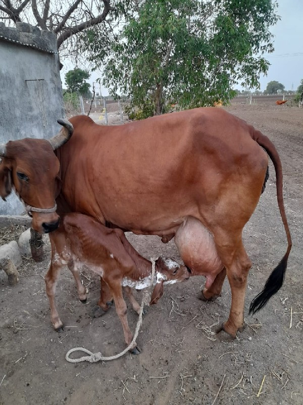 ઞાય વેચવાની છે